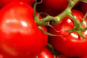 Die Untreue Tomate Pizzeria Frankfurt
