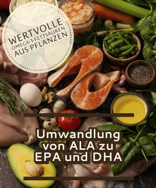 Umwandlung von ALA in EPA und DHA