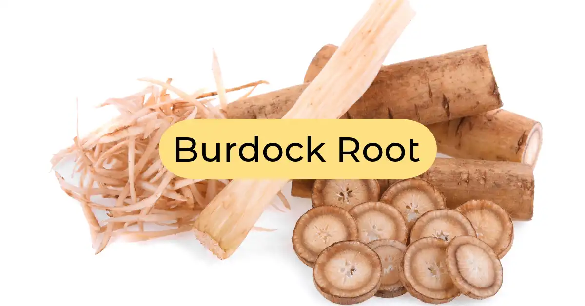 Burdock Root